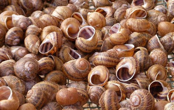 La Ferme aux Escargots près de l'Hôtel restaurant La Taverne des deux Augustins, hôtel 2 étoiles, hôtel de charme, restaurant traditionnel, brasserie, hôtel bord de mer à Etretat, Seine Maritime, Normandie