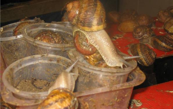 La Ferme aux Escargots près de l'Hôtel restaurant La Taverne des deux Augustins, hôtel 2 étoiles, hôtel de charme, restaurant traditionnel, brasserie, hôtel bord de mer à Etretat, Seine Maritime, Normandie